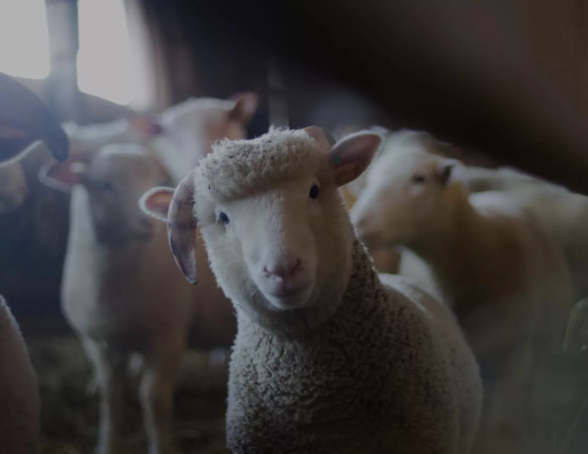 sheep